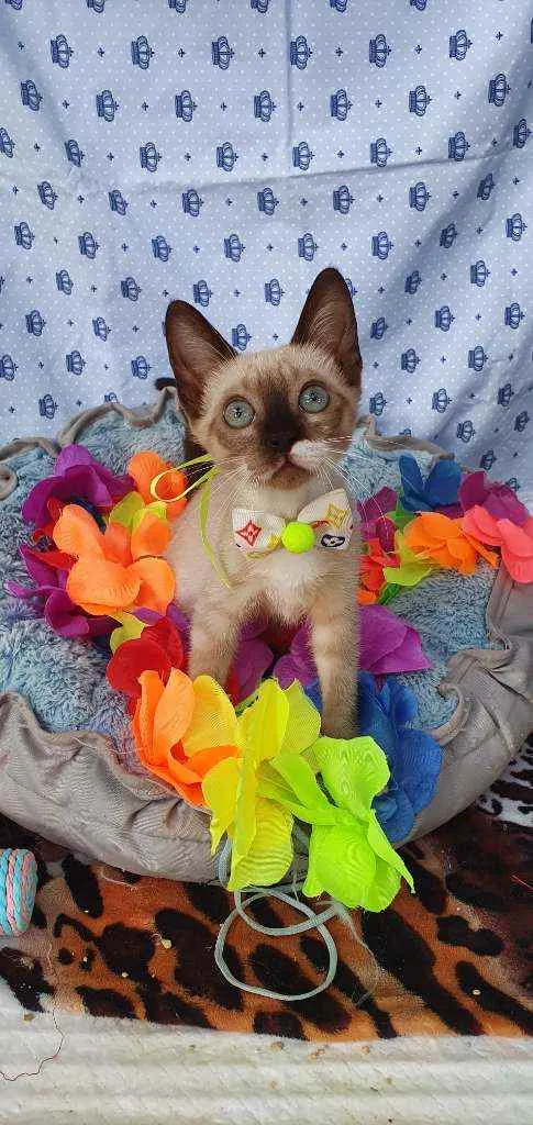 Gato ra a SIAMESA idade 2 a 6 meses nome SAM