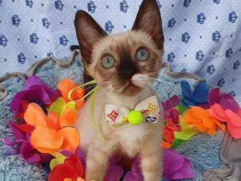Gato ra a SIAMESA idade 2 a 6 meses nome SAM