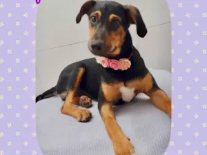 Cachorro raça Srd idade 2 a 6 meses nome Sofia 