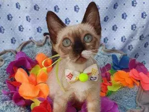 Gato raça SIAMESA idade 2 a 6 meses nome SAM