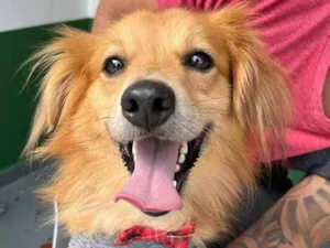 Cachorro raça SRD  idade 1 ano nome Max 