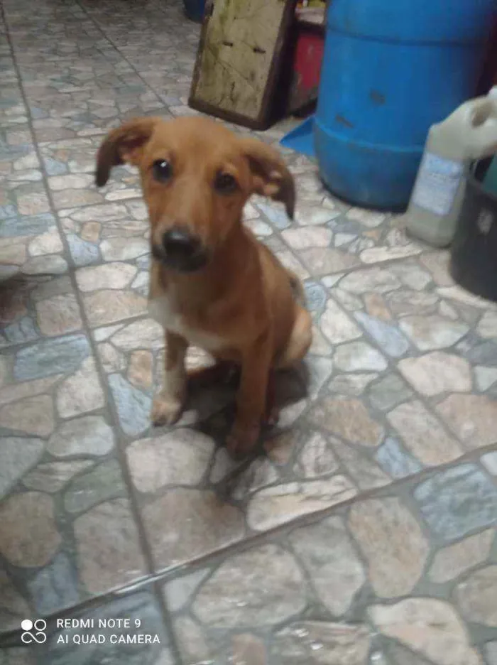 Cachorro raça SRD idade 2 a 6 meses nome Thor