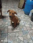 Cachorro raça SRD idade 2 a 6 meses nome Thor