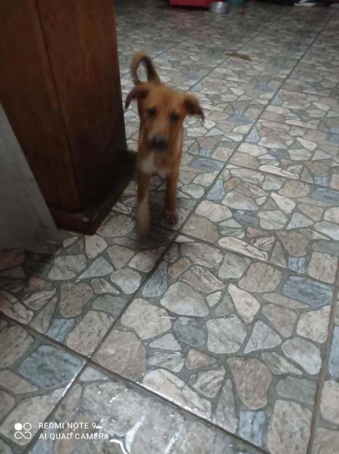 Cachorro raça SRD idade 2 a 6 meses nome Thor