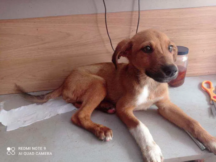 Cachorro raça SRD idade 2 a 6 meses nome Thor