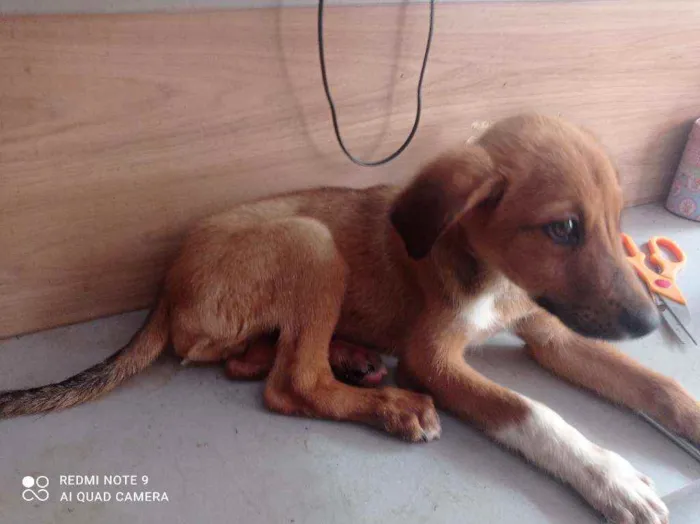 Cachorro raça SRD idade 2 a 6 meses nome Thor