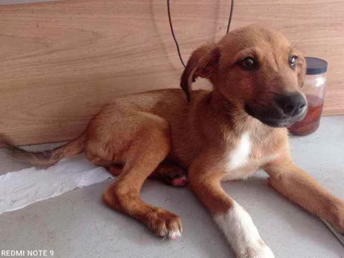 Cachorro raça SRD idade 2 a 6 meses nome Thor