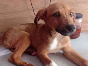 Cachorro raça SRD idade 2 a 6 meses nome Thor