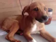 Cachorro raça SRD idade 2 a 6 meses nome Thor