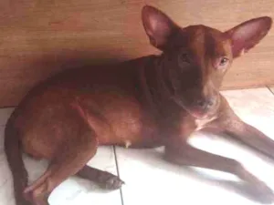 Cachorro raça SRD idade 1 ano nome Amora