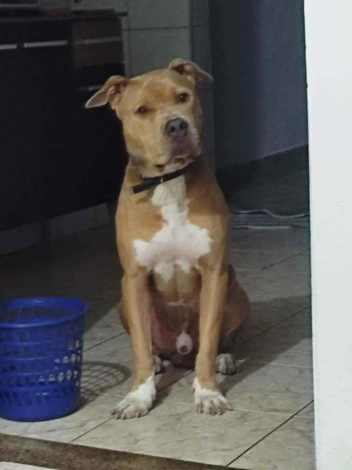 Cachorro ra a Pitbull idade 3 anos nome Jaspion