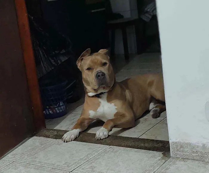 Cachorro ra a Pitbull idade 3 anos nome Jaspion