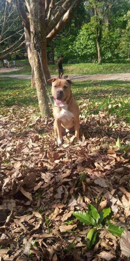 Cachorro ra a Pitbull idade 3 anos nome Jaspion