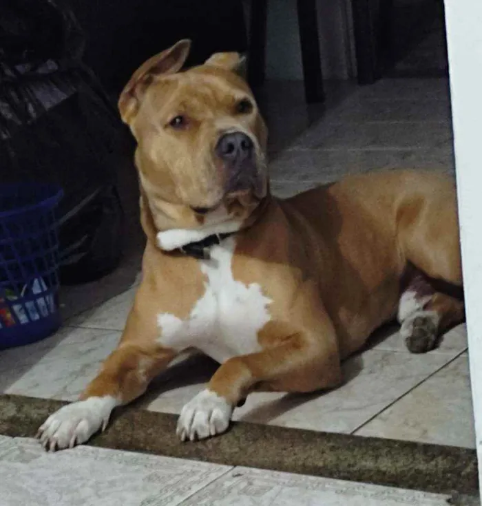 Cachorro ra a Pitbull idade 3 anos nome Jaspion