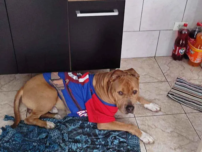 Cachorro ra a Pitbull idade 3 anos nome Jaspion