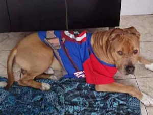 Cachorro raça Pitbull idade 3 anos nome Jaspion