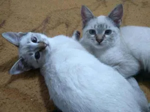 Gato raça SRD idade 2 a 6 meses nome Ainda sem nome