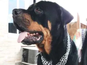Cachorro raça Rotwailller idade 4 anos nome Jade