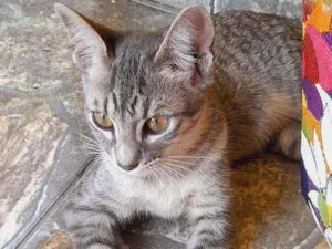 Gato raça SRD  idade 2 a 6 meses nome Dominique 