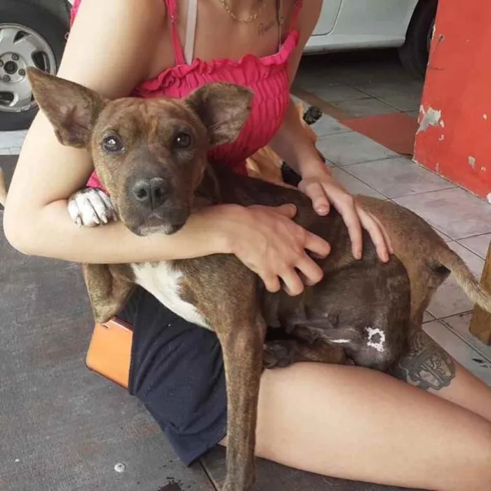 Cachorro ra a  idade 3 anos nome Estrela 