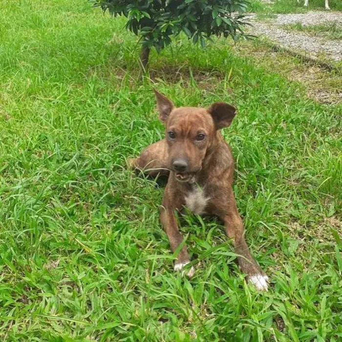 Cachorro ra a  idade 3 anos nome Estrela 