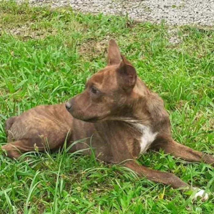 Cachorro ra a  idade 3 anos nome Estrela 