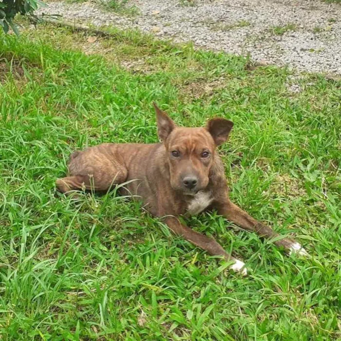 Cachorro ra a  idade 3 anos nome Estrela 