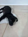 Teo