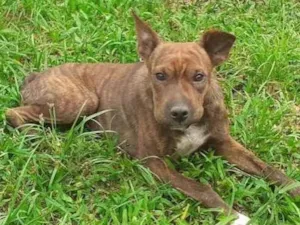 Cachorro raça  idade 3 anos nome Estrela 