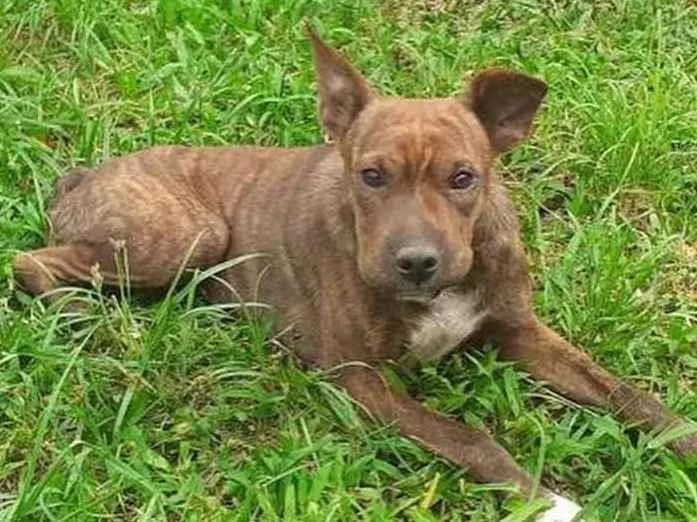 Cachorro ra a  idade 3 anos nome Estrela 