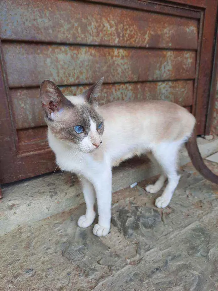 Gato ra a Gato idade 1 ano nome Gaia e Eros