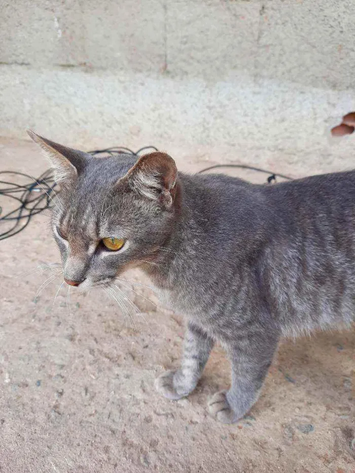 Gato ra a Gato idade 1 ano nome Gaia e Eros