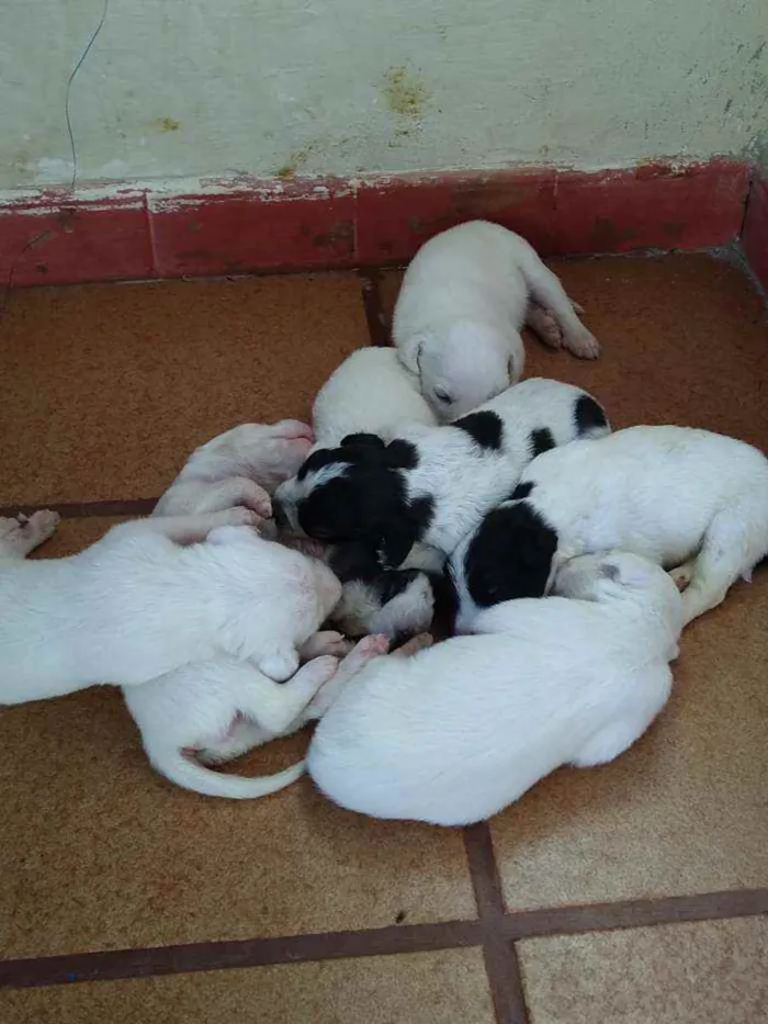 Cachorro ra a Indefinida idade Abaixo de 2 meses nome Diversos 