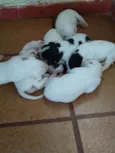 Diversos