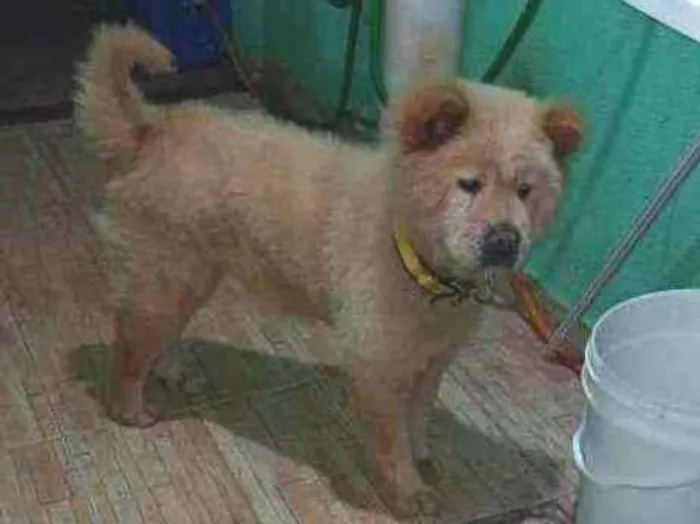 Cachorro ra a Chow Chow idade 4 anos nome Mary Jane