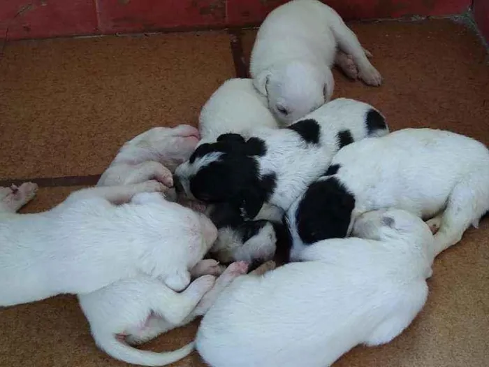 Cachorro ra a Indefinida idade Abaixo de 2 meses nome Diversos 