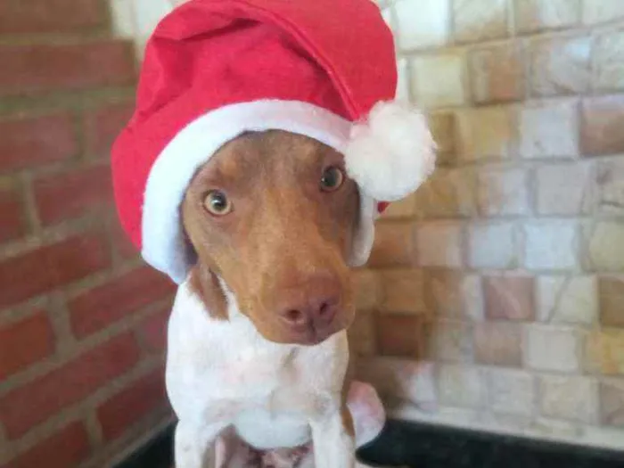 Cachorro ra a Fox paulistinha idade 1 ano nome Koda