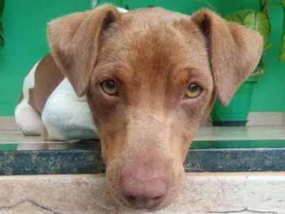 Cachorro raça Fox paulistinha idade 1 ano nome Koda