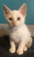 Gael 