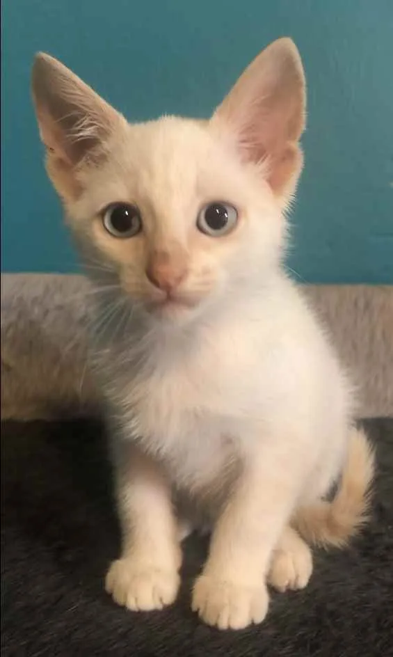 Gato ra a Srd idade Abaixo de 2 meses nome Gael 