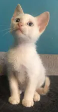 Gael 