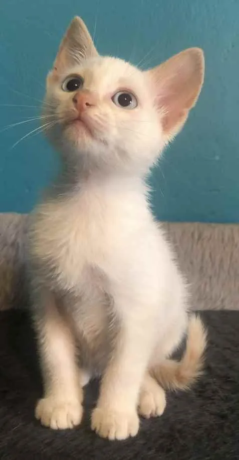 Gato ra a Srd idade Abaixo de 2 meses nome Gael 