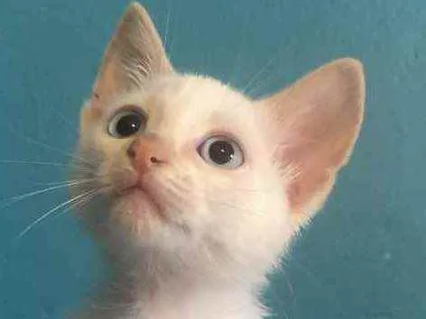Gato ra a Srd idade Abaixo de 2 meses nome Gael 
