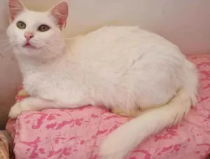 Gato raça SRD idade 2 anos nome Bianca