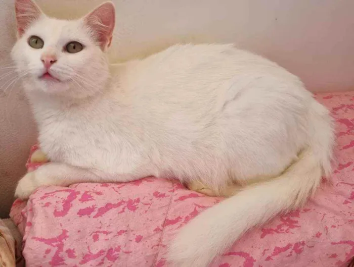 Gato ra a SRD idade 2 anos nome Bianca
