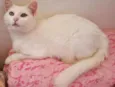 Bianca