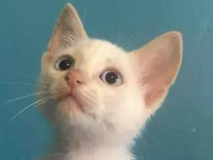 Gato raça Srd idade Abaixo de 2 meses nome Gael 