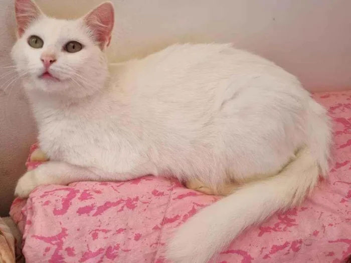 Gato ra a SRD idade 2 anos nome Bianca