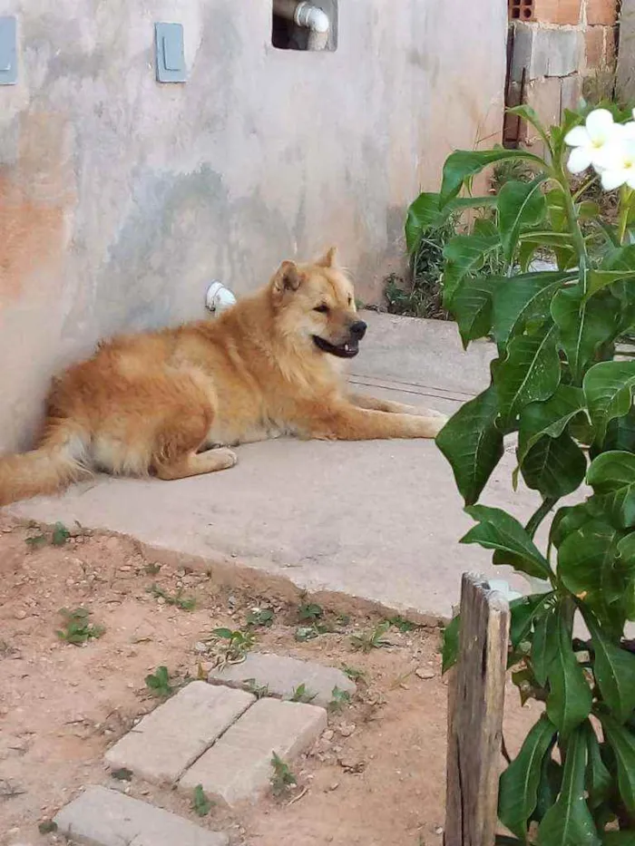 Cachorro ra a chow chow idade 2 anos nome Linda