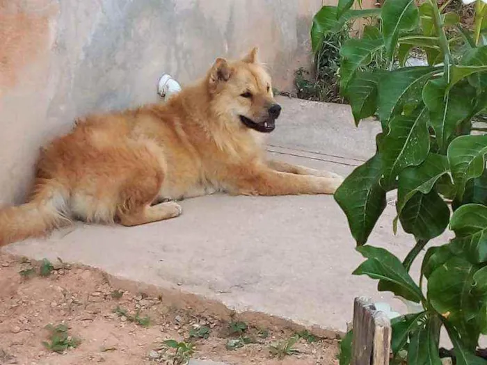 Cachorro ra a chow chow idade 2 anos nome Linda